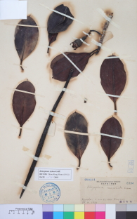 Specimen thumbnail